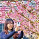 참밀 Daum카페