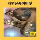 안덕보건지소 | 자연산송이버섯 오로롱 실물 공개