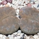 (주)꼬까신 이미지