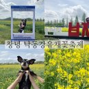 해바라기 애견 | 2025 창녕 남지 창녕낙동강유채꽃축제 애견동반 다녀온후기