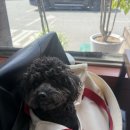 병천고모네순대 | 천안 당일치기 애견동반 맛집｜병천고모네순대 순대국밥 먹고 호두과자까지 완벽코스