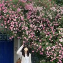 장미로38번길 이미지