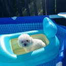 여울애견 이미지