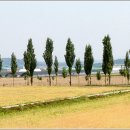 미루나무풍경 이미지