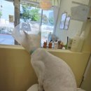 무마취 고양이 미용실 반할고양 이미지