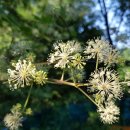 황칠농장 이미지