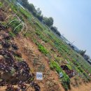 천운농장-2 이미지