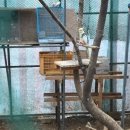 황우목장 | [정선양떼목장]정선에도양떼목장이있어요