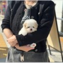 부산강아지분양 디몽 광안리본점 이미지