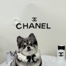 순댕이샵 이미지