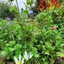 꼼지의 작은세상 이미지