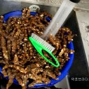 이삽주