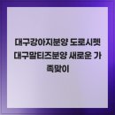 대구강아지분양 도로시펫 | 대구강아지분양 도로시펫 대구말티즈분양 새로운 가족맞이