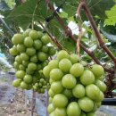 당신의과수원 | 누딧에서 만날 수 있는 맛있는 과일 🍇입점 과수원 견학 방문 후기