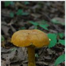 수원-0720 이미지