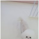 동글하개 이미지