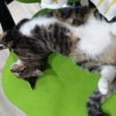 백양동물병원 이미지