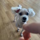 아가삐 | 광안리 애견미용샵 추천 [아가삐] 단골후기