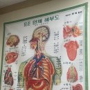 플라베스 이미지