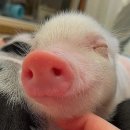 거구돼지 이미지