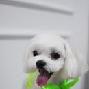 루피펫살롱 이미지