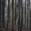 곰배령식당 이미지