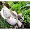 나무대문집 이미지