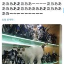 단또