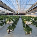 거북농장 | 여주 피크니코 아이와 함께 딸기 체험농장 방문, 만족도 100% 후기!