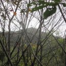 황자비어 이미지