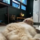 집사의 하루 건대점 | 유기묘 카페, 집사의 하루 건대점 내돈내산 후기ㅣ방문이 기부가 되는 곳