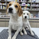 청운동물병원 이미지