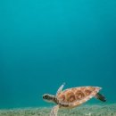 리차드 트레이딩 이미지