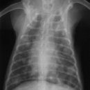 이윤권양한방동물병원 이미지