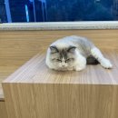 이영수 고양이 병원 이미지