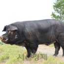 축진농장 서울경제