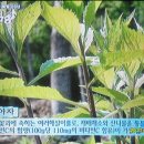 마늘오리 이미지