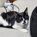 살찐김밥 이미지