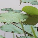 유림-1131 | 무안 학성루(鶴城樓)