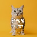 그루밍솔루션일산 | 29회 궁디팡팡 캣페스타 사냥후기 양재 주차꿀팁