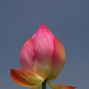 꽃과 한옥 이미지