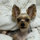 덕소멍묭 이미지