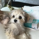 코리아 퍼피 | [더퍼팩트코리아 체험단] 온니퍼피 플러스 강아지 사료 솔직 급여 후기 🩵 | 얼티밋 이뮤니티 | 아기...