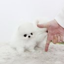 정퍼피클럽 이미지