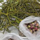 아산시농업기술센터_1 (옥외1) | 아산 농업기술센터 꽃차 수업 후기 “꽃을 마시는 시간, 마음까지 따뜻해지다”