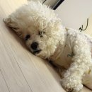 이지패션 | 다이어트간식 한포에 비타민 가득한 컬러에너지 패션후르츠즙 후기