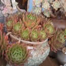 이동운농장 이미지