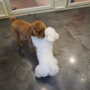 은봉애견 이미지