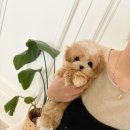 부산강아지분양 퍼피룸 이미지
