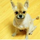 강아지 미용 이미지